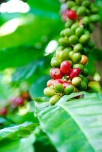 世界三大コーヒーの一つのハワイコナの特徴~産地や種類と等級について