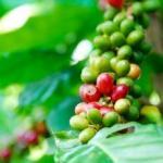 世界三大コーヒーの一つのハワイコナの特徴~産地や種類と等級について