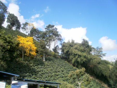 アンデスの斜面にあるコロンビアのコーヒー農園