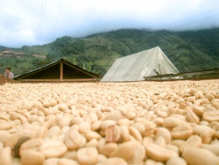 乾燥させているコロンビアのコーヒー豆