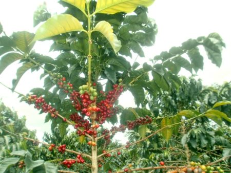 バリエダコロンビア