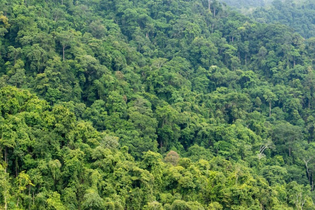 コスタリカの森林