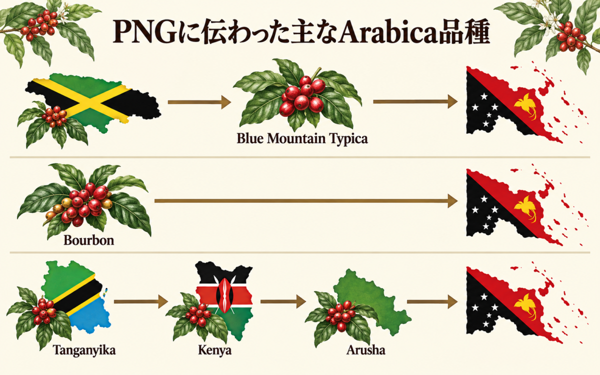パプアニューギニアに伝わったBlue Mountain Typica・Bourbon・Arushaの歴史