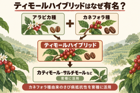 ティモールハイブリッドの系譜図