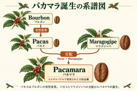 エルサルバドルの主要6コーヒー産地と参考都市の位置